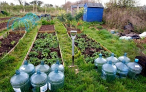 Tamar Grow Local - a social enterprise supporting local growing in the Tamar Valley